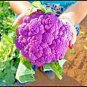 Heirloom Purple Cabbage Organic Vegetables 30 PCS Seeds