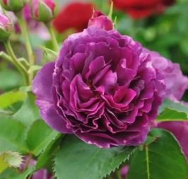 Heirloom Purple Chinese Peony Flower 5 PCS Seeds