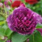 Heirloom Purple Chinese Peony Flower 5 PCS Seeds