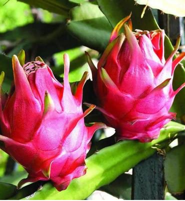Heirloom Purple Dragon Fruit 50 PCS Seeds
