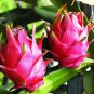 Heirloom Purple Dragon Fruit 50 PCS Seeds