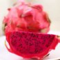 Heirloom Purple Dragon Fruit 50 PCS Seeds