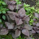 Heirloom Purple Perilla 100 PCS Seeds