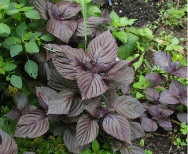 Heirloom Purple Perilla 100 PCS Seeds