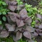 Heirloom Purple Perilla 100 PCS Seeds