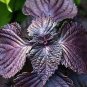 Heirloom Purple Perilla 100 PCS Seeds