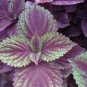 Heirloom Purple Perilla 100 PCS Seeds