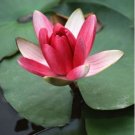 Heirloom Purple Red Water Lily 1 PCS Seeds