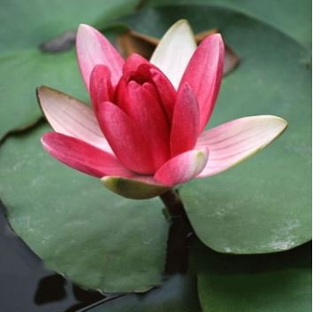 Heirloom Purple Red Water Lily 1 PCS Seeds