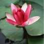 Heirloom Purple Red Water Lily 1 PCS Seeds