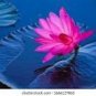 Heirloom Purple Red Water Lily 1 PCS Seeds