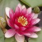 Heirloom Purple Red Water Lily 1 PCS Seeds