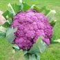 Heirloom Purple Sicily Cauliflower 20 PCS Seeds