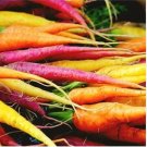 Heirloom Rainbow Yellow White Purple Orange Red Carrot Vegetable Mixed 100 PCS Seeds