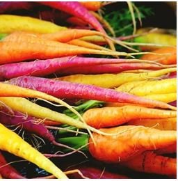 Heirloom Rainbow Yellow White Purple Orange Red Carrot Vegetable Mixed 100 PCS Seeds
