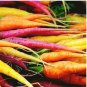 Heirloom Rainbow Yellow White Purple Orange Red Carrot Vegetable Mixed 100 PCS Seeds