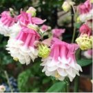 Heirloom Rare Beautiful Purely Pink Aquilegia Columbine Flowers 50 PCS Seeds