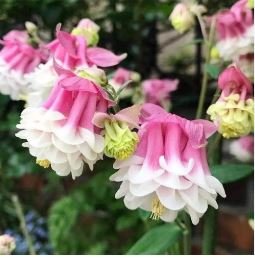 Heirloom Rare Beautiful Purely Pink Aquilegia Columbine Flowers 50 PCS Seeds
