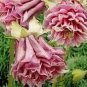 Heirloom Rare Beautiful Purely Pink Aquilegia Columbine Flowers 50 PCS Seeds