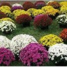 Heirloom Rare Dark Red Groudcover Chrysanthemum Flowers 250 PCS Seeds Heirloom Rare Dark Red Groudcover Chrysanthemum Flowers 250 PCS Seeds