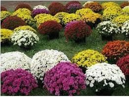 Heirloom Rare Dark Red Groudcover Chrysanthemum Flowers 250 PCS Seeds
