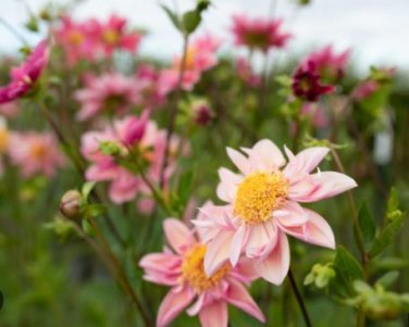 Heirloom Rare Different Types of Dahlia Flower Hybrid 50 PCS Seeds