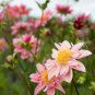 Heirloom Rare Different Types of Dahlia Flower Hybrid 50 PCS Seeds