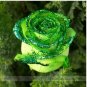 Heirloom Rare Green Golden Rose Flower 50 PCS Seeds