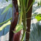 Heirloom Rare Long eggplant 20 PCS Seeds Heirloom Rare Long eggplant 20 PCS Seeds