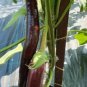 Heirloom Rare Long eggplant 20 PCS Seeds