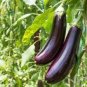 Heirloom Rare Long eggplant 20 PCS Seeds