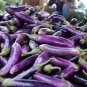 Heirloom Rare Long eggplant 20 PCS Seeds