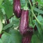 Heirloom Rare Long eggplant 20 PCS Seeds