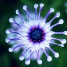 Heirloom Rare Purple Blue 'spider' Chrysanthemum Perennial Flowers 50 PCS Seeds Heirloom Rare Purple Blue 'spider' Chrysanthemum Perennial Flowers 50 PCS Seeds