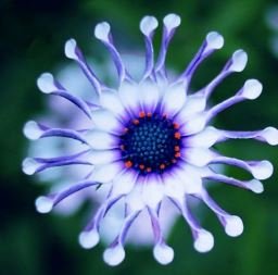 Heirloom Rare Purple Blue 'spider' Chrysanthemum Perennial Flowers 50 PCS Seeds