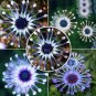 Heirloom Rare Purple Blue 'spider' Chrysanthemum Perennial Flowers 50 PCS Seeds