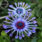 Heirloom Rare Purple Blue 'spider' Chrysanthemum Perennial Flowers 50 PCS Seeds