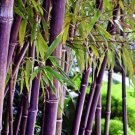 Heirloom Rare Purple Giant Bamboo 30 PCS Seeds