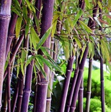 Heirloom Rare Purple Giant Bamboo 30 PCS Seeds