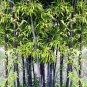 Heirloom Rare Purple Giant Bamboo 30 PCS Seeds
