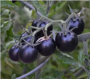 Heirloom Rare Small Black Green Tomato Hybrid F1 Fruits 100 PCS Seeds