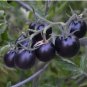 Heirloom Rare Small Black Green Tomato Hybrid F1 Fruits 100 PCS Seeds