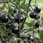 Heirloom Rare Small Black Green Tomato Hybrid F1 Fruits 100 PCS Seeds