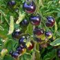 Heirloom Rare Small Black Green Tomato Hybrid F1 Fruits 100 PCS Seeds