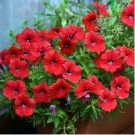 Heirloom Red Garden Petunia Hybrida Annual Flower 60 PCS Seeds Heirloom Red Garden Petunia Hybrida Annual Flower 60 PCS Seeds