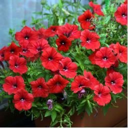 Heirloom Red Garden Petunia Hybrida Annual Flower 60 PCS Seeds