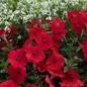 Heirloom Red Garden Petunia Hybrida Annual Flower 60 PCS Seeds