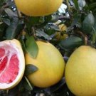 Heirloom Red Grapefruit Citrus maxima Hybrid 10 PCS Seeds Heirloom Red Grapefruit Citrus maxima Hybrid 10 PCS Seeds