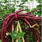 Heirloom Red Long Cowpea Vegetable Hybrid 15 PCS Seeds Heirloom Red Long Cowpea Vegetable Hybrid 15 PCS Seeds