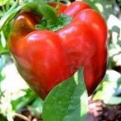 Heirloom Red Long Sharp Sweet Bell Pepper 20 PCS Seeds Heirloom Red Long Sharp Sweet Bell Pepper 20 PCS Seeds